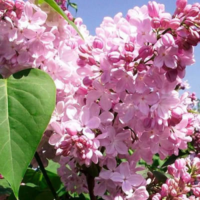 Сирень АДЕЛИНА в Павлодаре