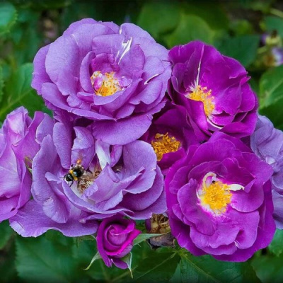 Роза РАПСОДИЯ ИН БЛЮ шраб в Павлодаре