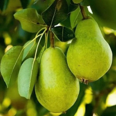 Груша СЕВЕРЯНКА колонновидная в Павлодаре