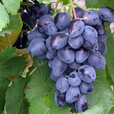 Виноград РОМБИК в Павлодаре