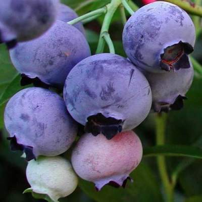 Голубика ГОЛДТРАУБЕ в Павлодаре