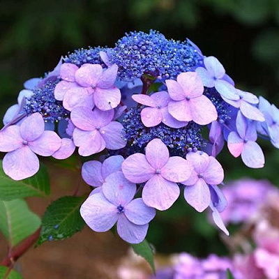 Гортензия ЭНДЛЕСС САММЕР ТВИСТ ЭНД ШАУТ крупнолистная в Павлодаре