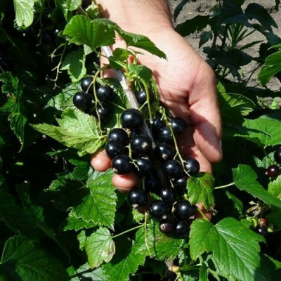 Смородина чёрная СЕЛЕЧЕНСКАЯ в Павлодаре