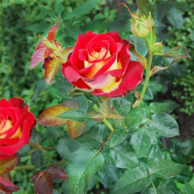 Роза ФРЕНДШИП чайно-гибридная в Павлодаре