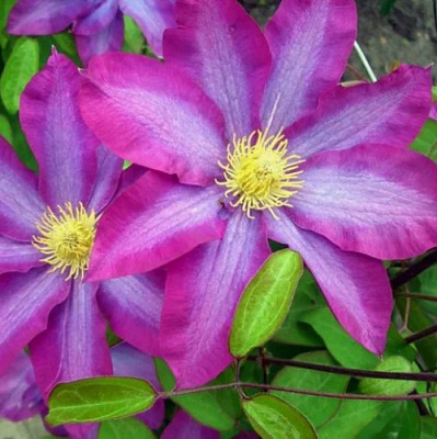 Клематис КАКИО в Павлодаре