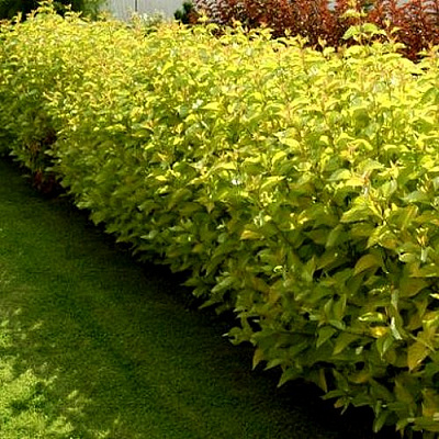 Комплект ДАРТС ГОЛД в Павлодаре