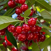 Вишня ГИРЛЯНДА в Павлодаре