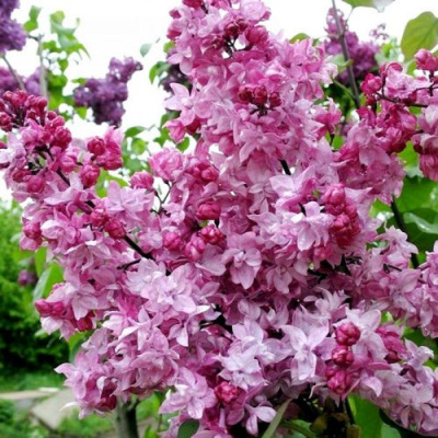 Сирень ОЛИМПИАДА КОЛЕСНИКОВА в Павлодаре