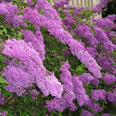 Сирень КИТАЙСКАЯ в Павлодаре